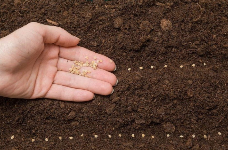 Что делать с грядками после окончания дачного сезона 4.jpg