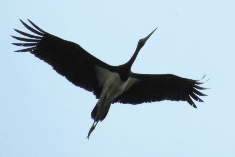 Черные аисты 9.png