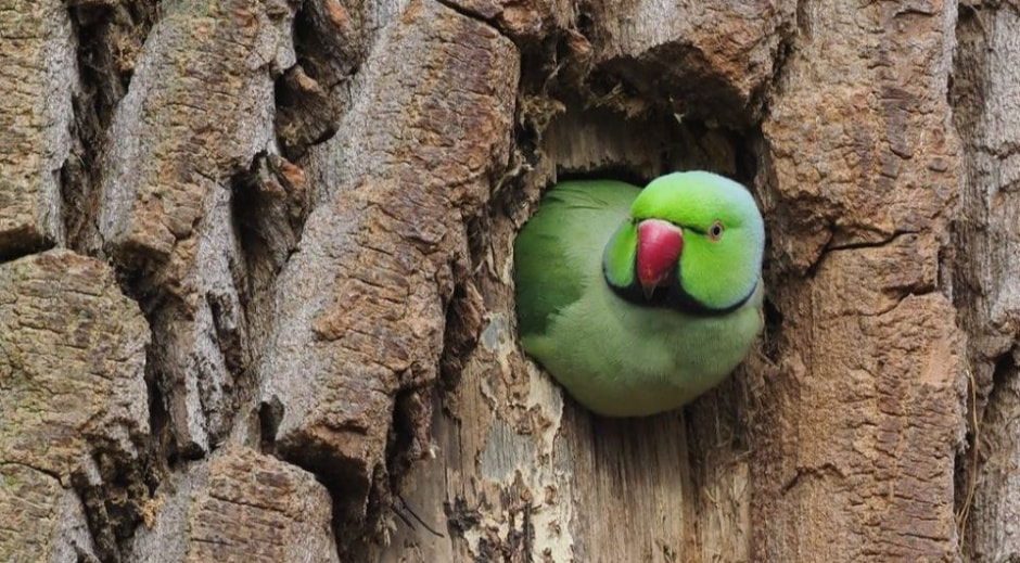 В Польше ждут нашествия попугаев.jpg
