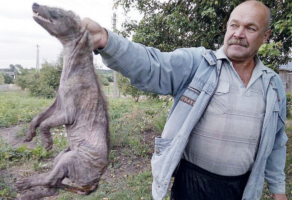 3-Снимок чупакабры присланный в редакцию газеты Лепельскi край в 2021 году.png