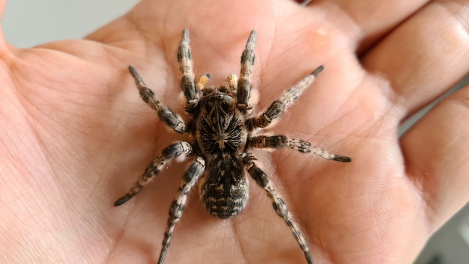 Паразиты в Беларуси 3.jpg