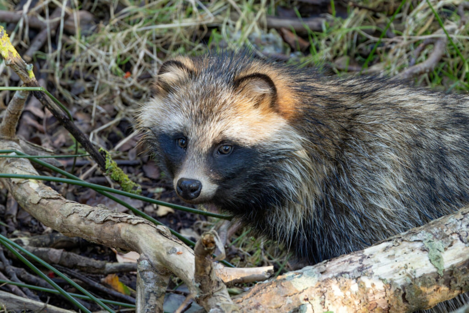Енотовидная собака