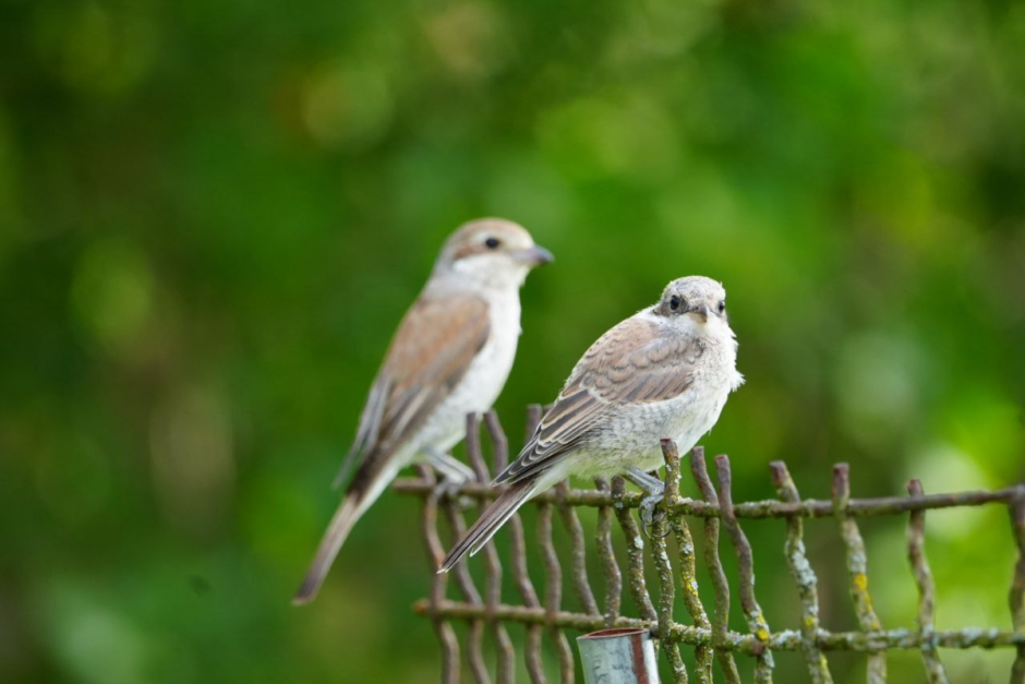 Сорокопут 10.png