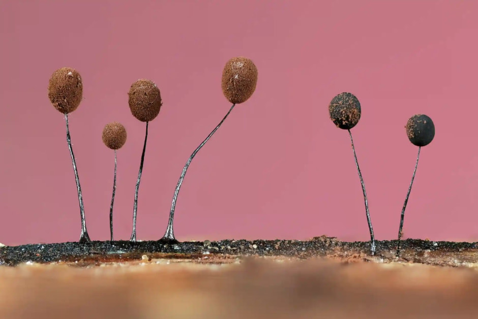 Фотоконкурс 5.jpg