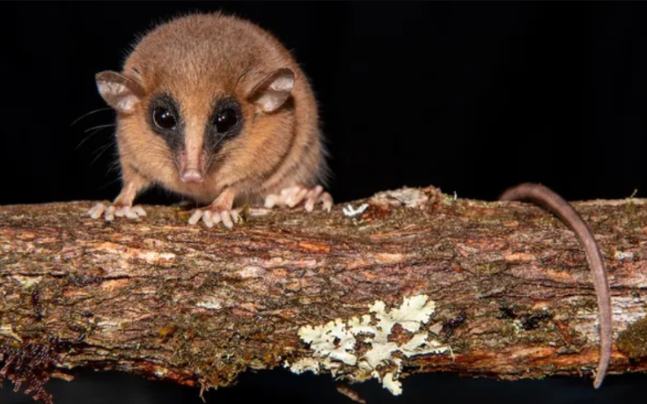 Этот новый вид сумчатых был обнаружен в отдалённом «облачном лесу» Перу. Фото Педро Пелосо