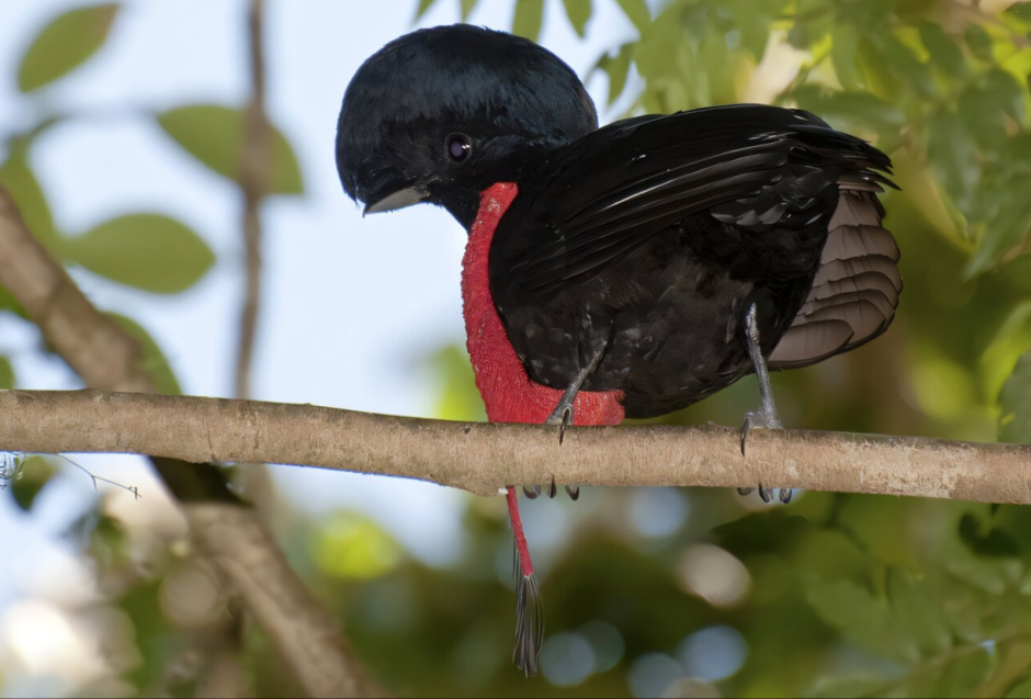 Cephalopterus glabricollis