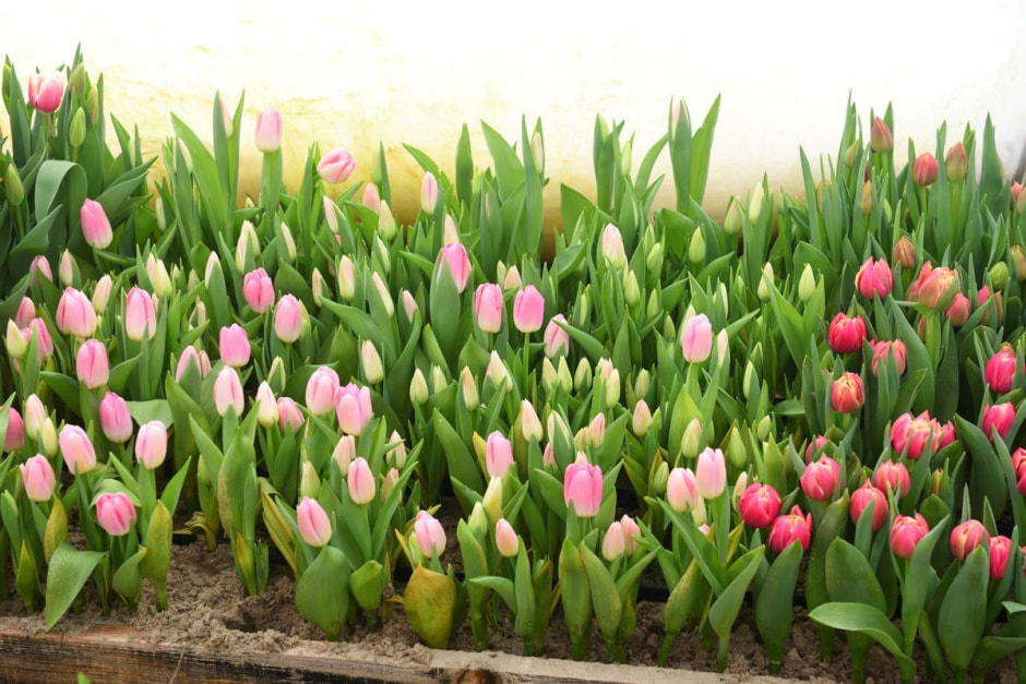 Как на Полесье выращивают тюльпаны 23.jpg