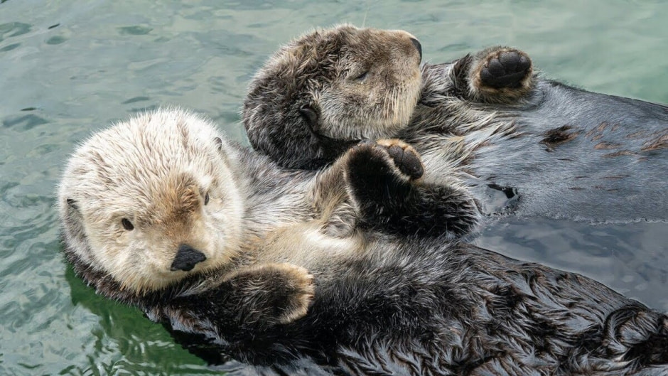 выдры купаются