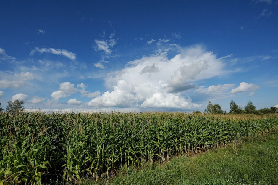 Деревня Глядовичи 28.jpg