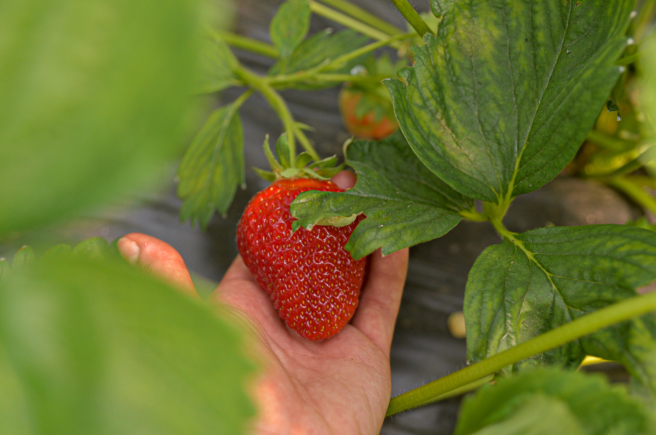Две семьи выращивают огурцы и клубнику 16.png