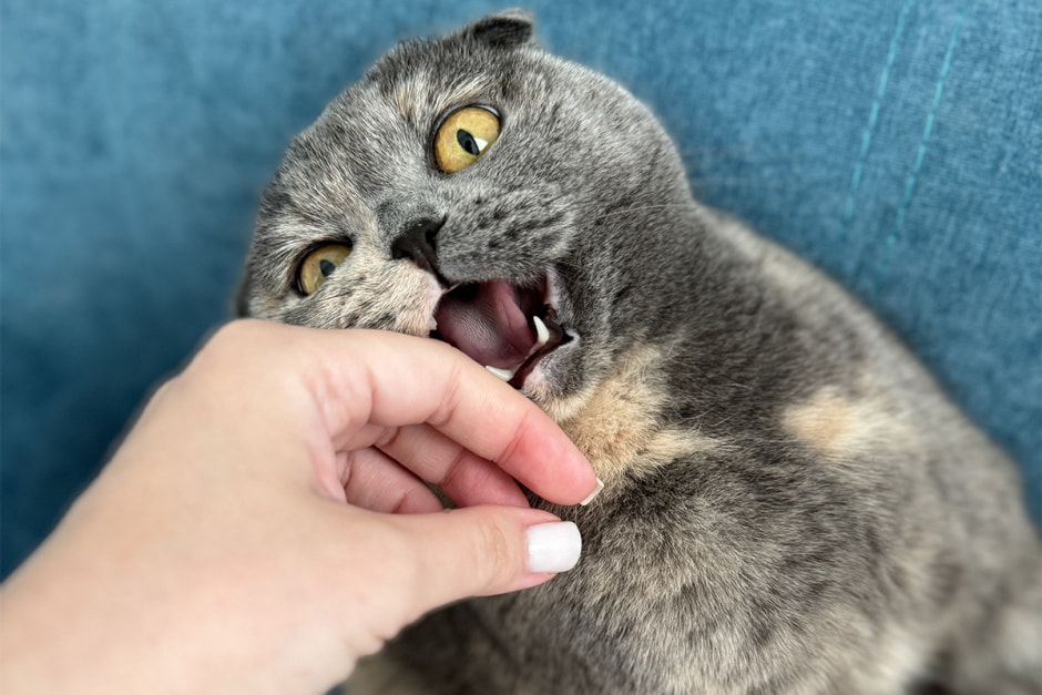 Приучение кошки к чистке зубов.jpg