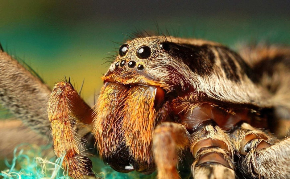 Паразиты в Беларуси 2.jpg