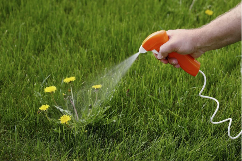 одуванчик2.jpg одуванчик2.jpg