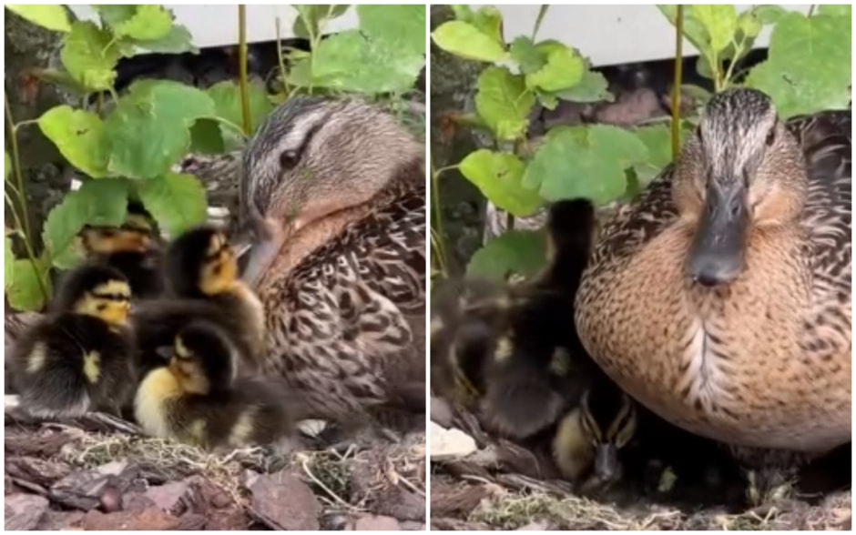 У кряквы Копейки вылупились утята.jpg