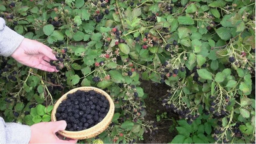 Как обрезать ежевику к зиме (3).jpg Как обрезать ежевику к зиме (3).jpg