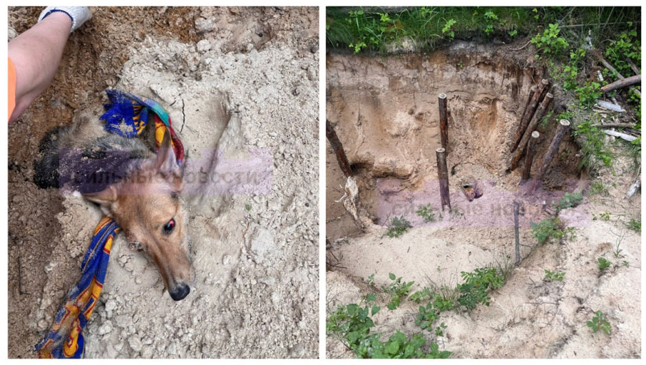 собака ники.jpg