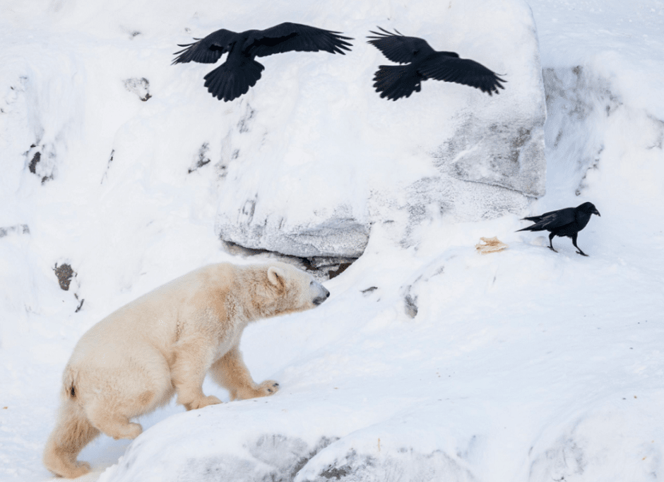 зоопарк Рануа зоопарк Рануа