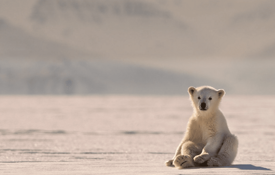 белый медведь.png