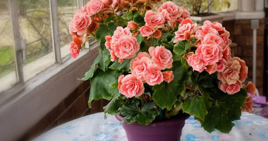 Комнатные цветы7.jpg Комнатные цветы7.jpg