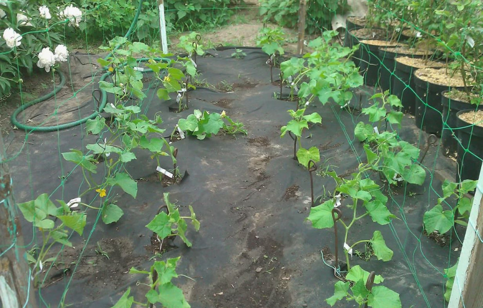 огурцы всходы.jpg