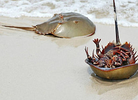 Не только латимерия: Доисторические монстры, которые до сих пор живут среди нас