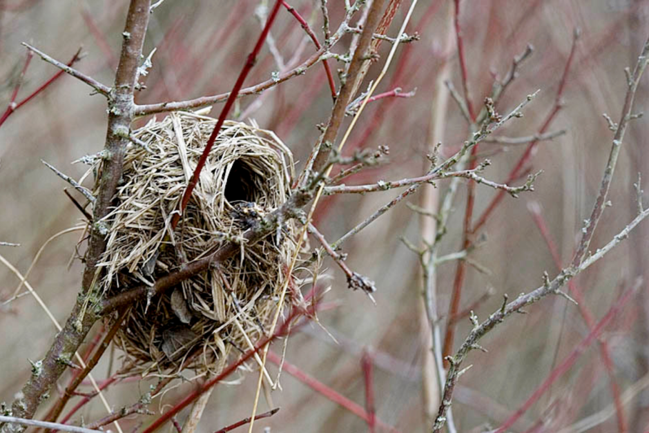 Мышь-малютка 8.png