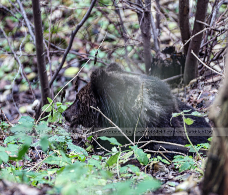 медвежонок медвежонок.jpg