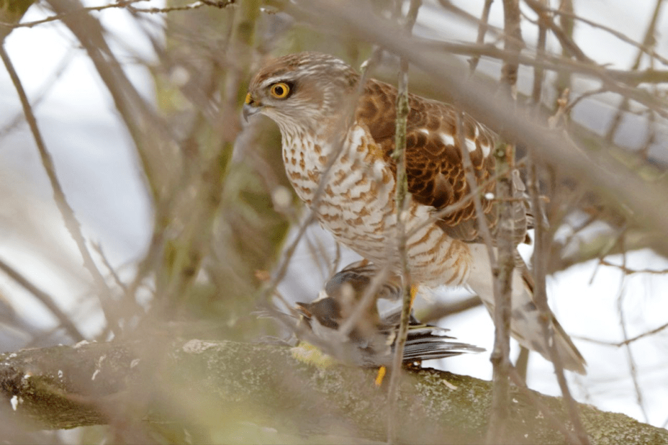 Хищные птицы Беларуси 12.png