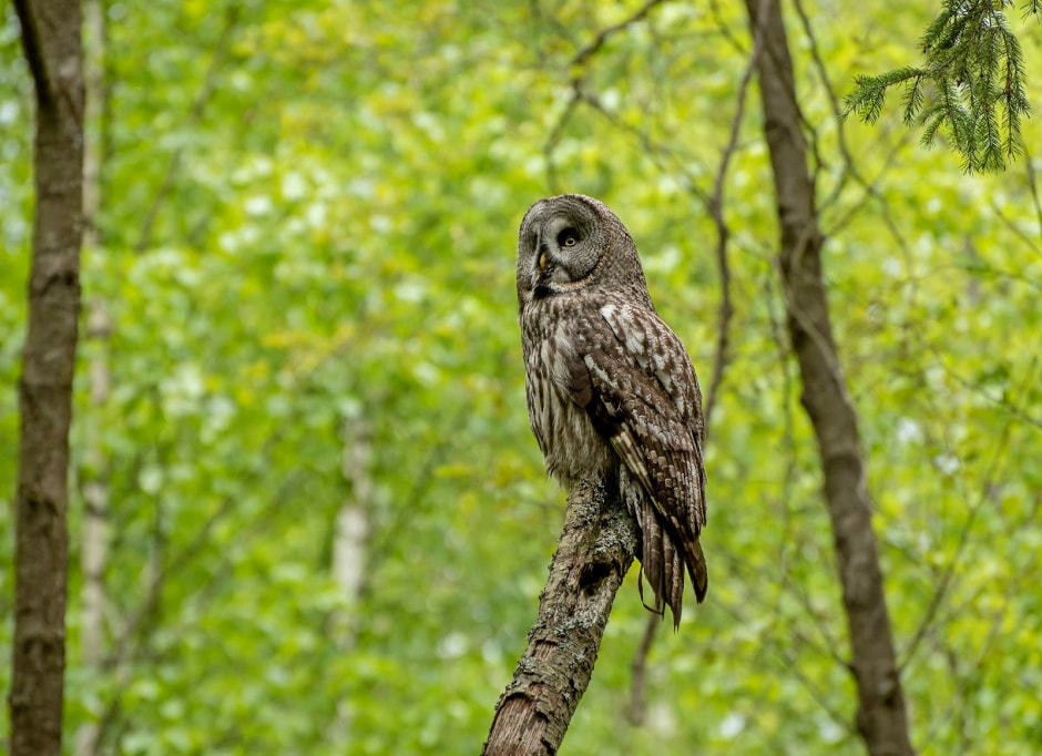 1-Бородатая неясыть в лесу.jpg