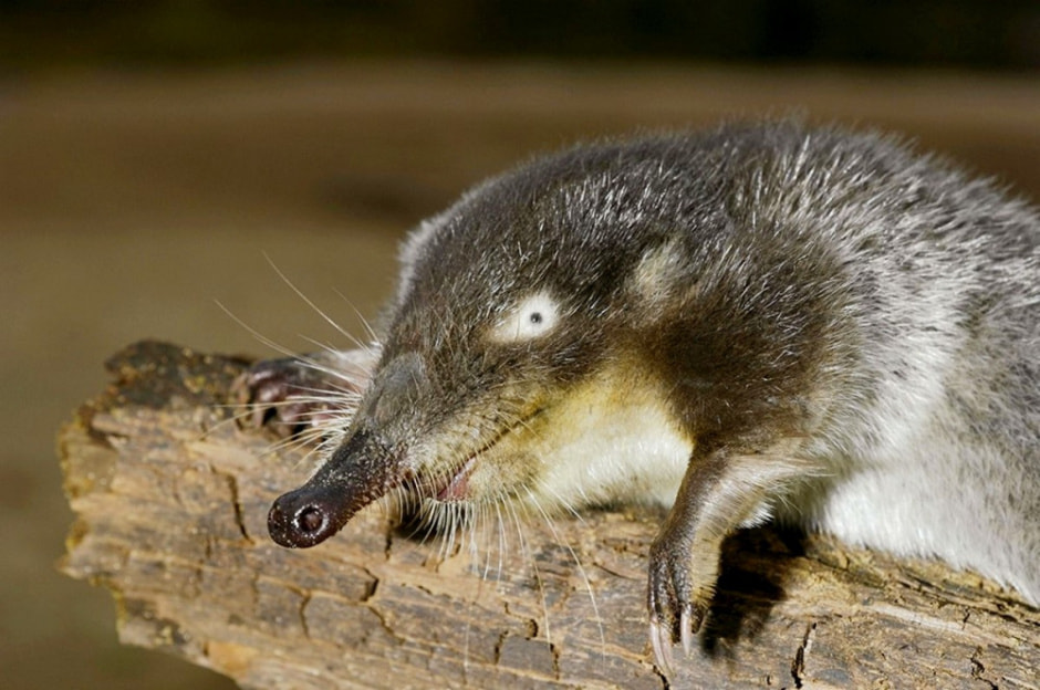 Выхухоль в Беларуси 11.jpg