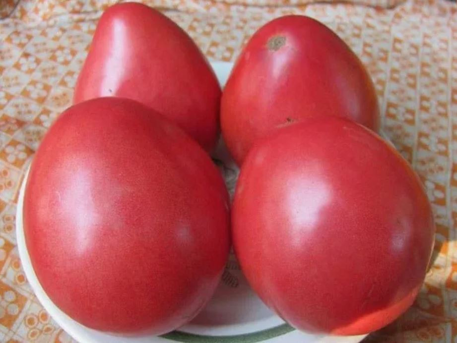 томаты5.jpg