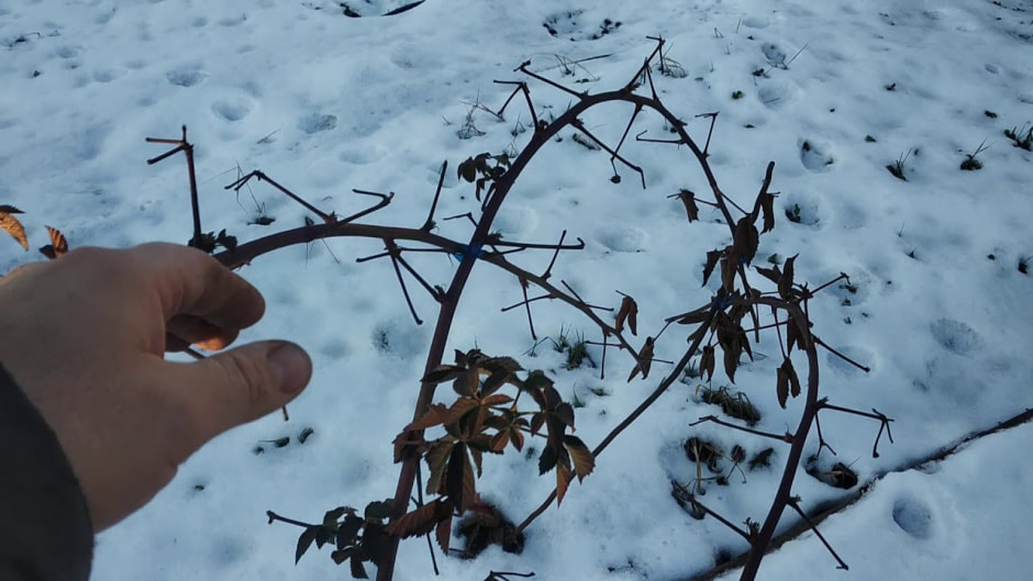 побеги под снегом.jpg