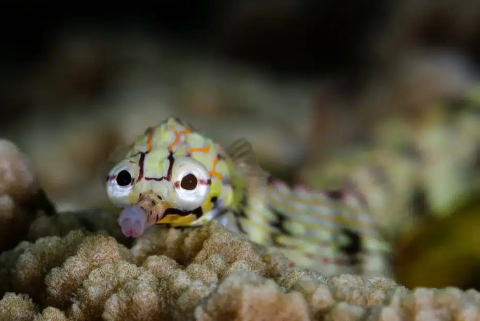 Морской конек новорожденный