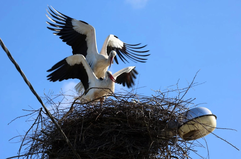 Аисты в Беларуси