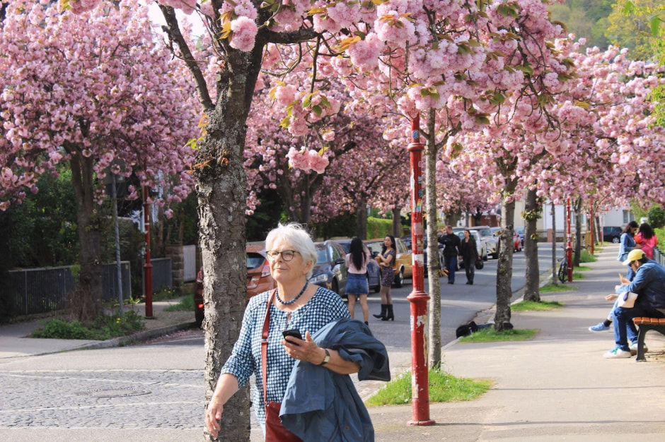 Ханами Марбург 12.jpg