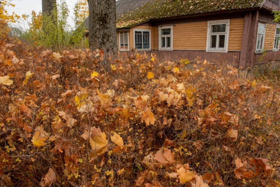 Бабушки Броня и Тэня из деревни Вигушки 24.jpg