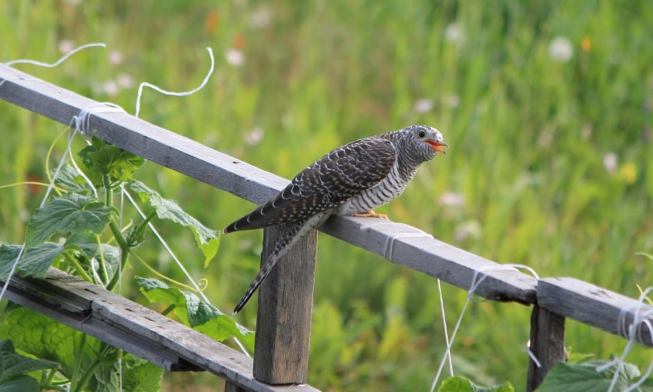 Птицы на даче