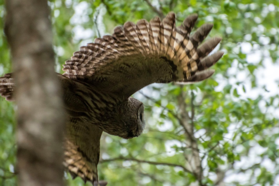 6-Размах крыльев у бородатой неясыти бывает до полутора метров.jpg