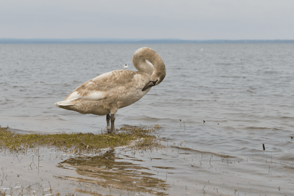 Прогулка с орнитологом 10.png