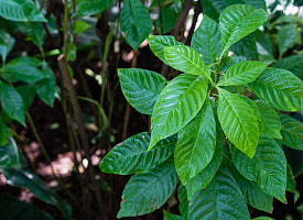 Ученые заставили табак вырабатывать сразу пять психоделиков