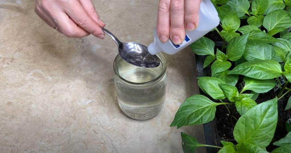 Как правильно подкармливать рассаду 6.jpg