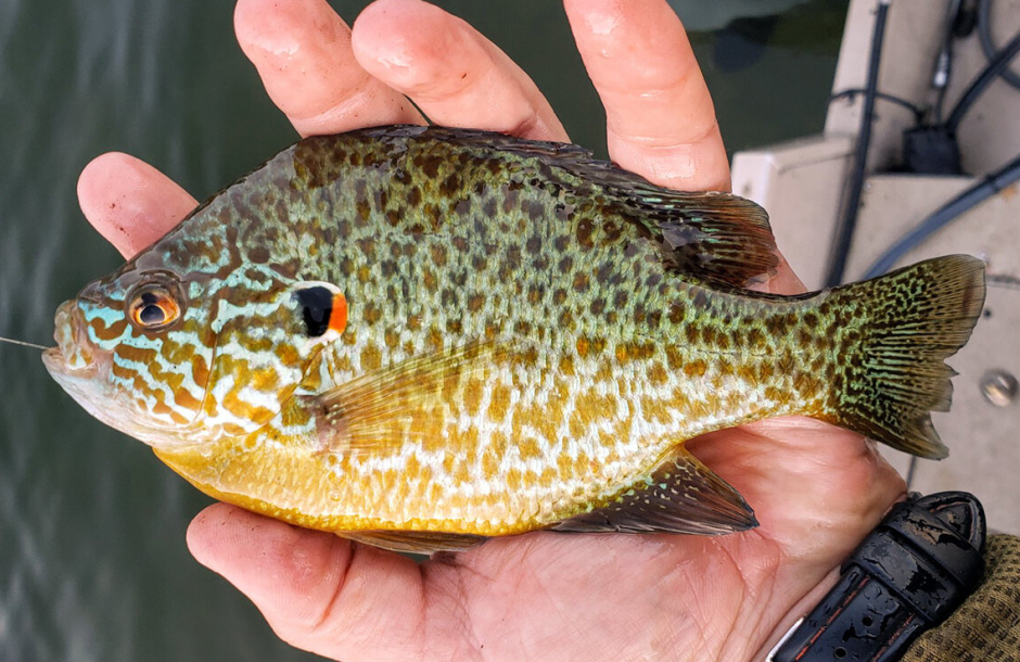 солнечный окунь.png