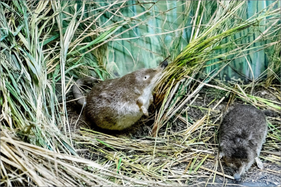 Выхухоль в Беларуси 4.jpg