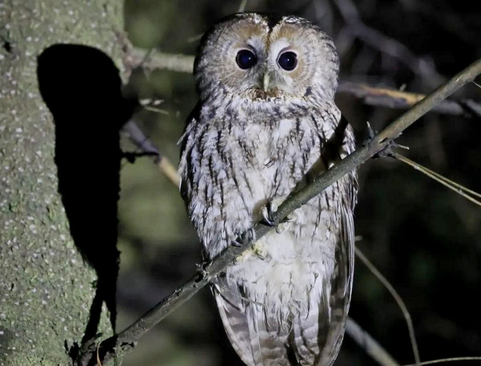 Совы 3.jpg
