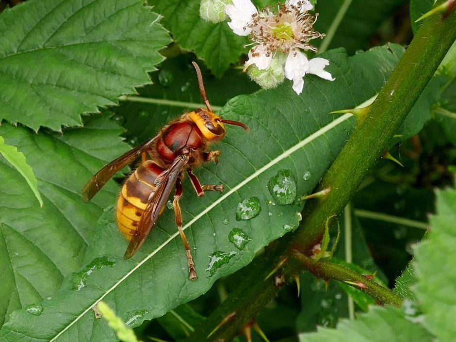 Осы и шершни на даче 7.jpg