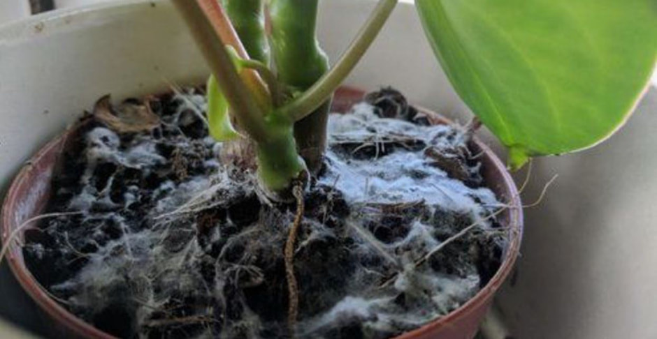 Плесень на рассаде