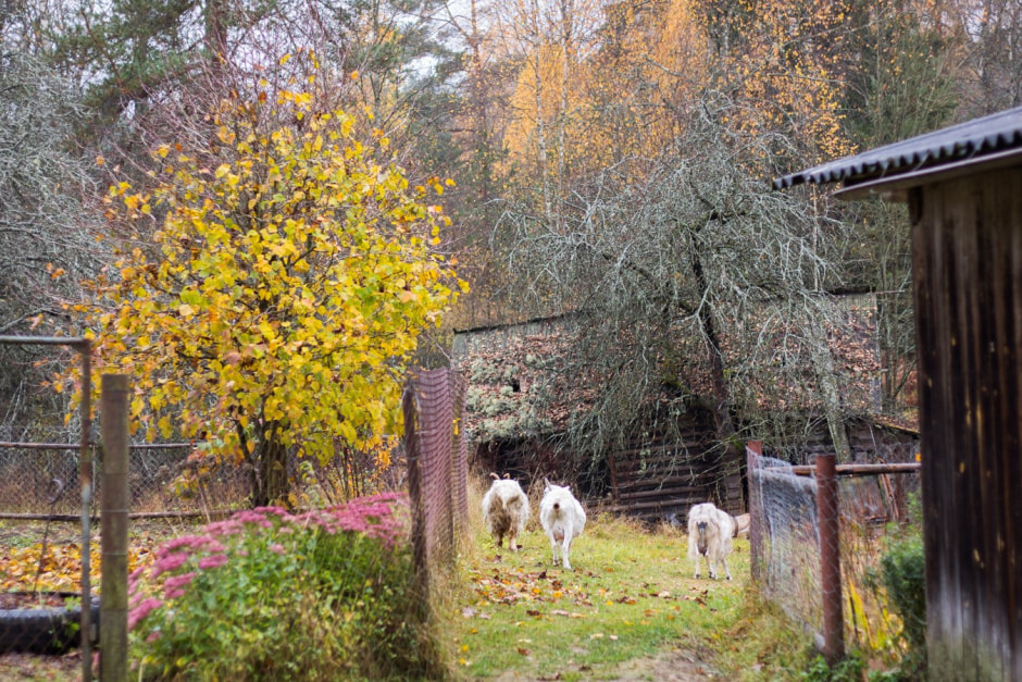 Одни на целый хутор Красный бор 9.jpg