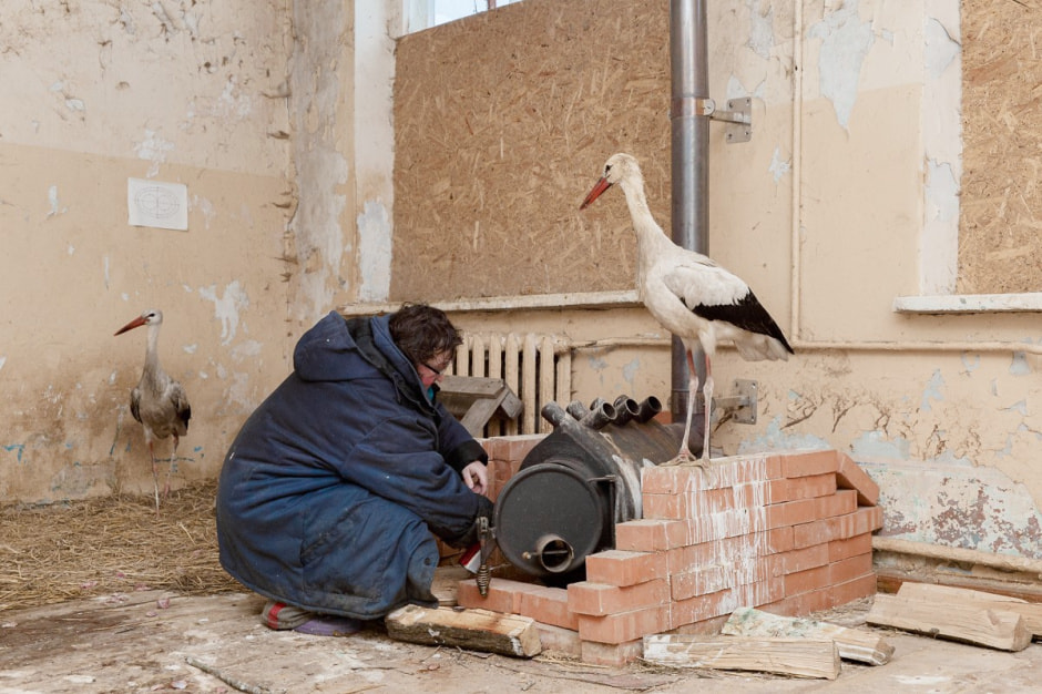 Зимовка аистов в деревне Высокое 6.jpg