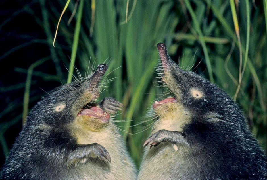 Выхухоль в Беларуси 2.jpg