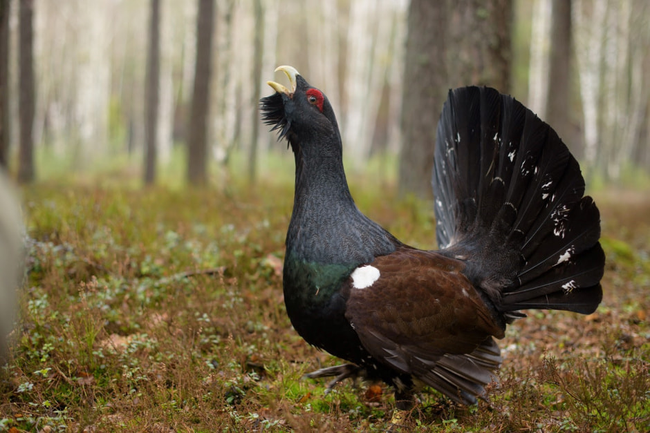 Заказник Выгонощанское 5.jpg